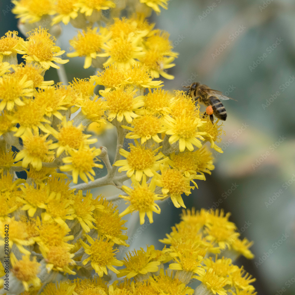 A busy honeybee with a full orange pollen basket on her hind leg, but the worker bee is still collecting pollen on yellow blossoms A busy honeybee with a full orange pollen basket on her hind leg, but the worker bee is still collecting pollen on yellow blossoms