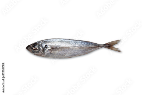 Fresh mackerel isolated on white background