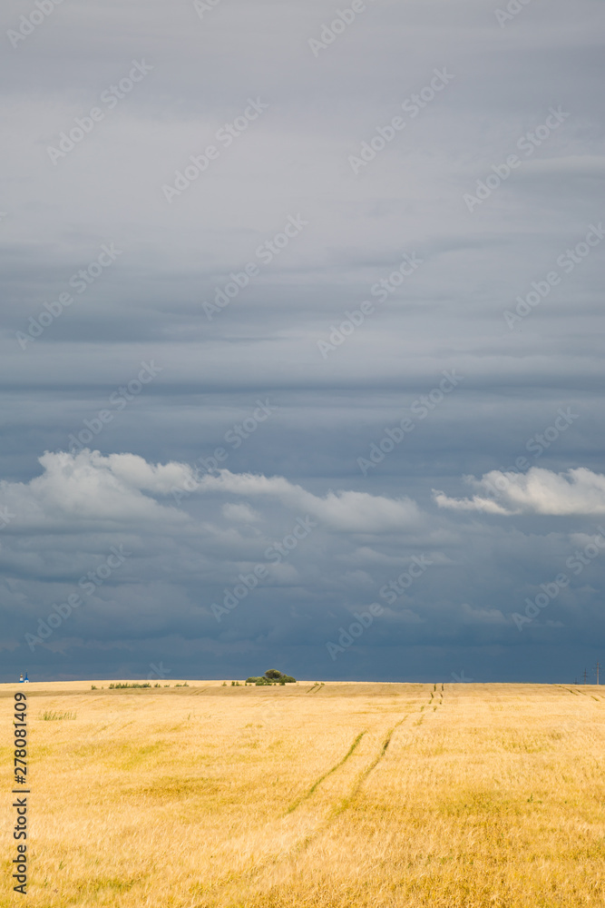 Stormy sky over a field of wheat