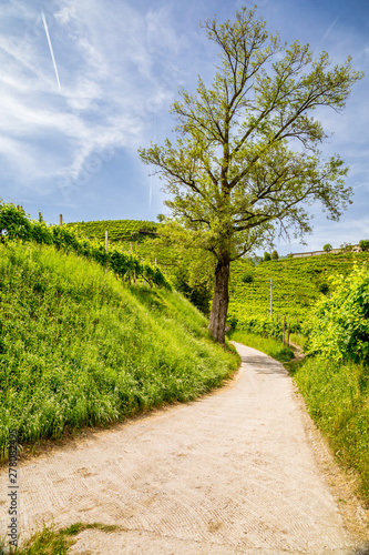 Path between vineyards