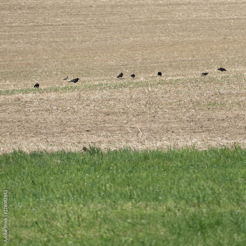 Two different fields, a grassland and a golden cornfield. After straw harvest the birds are, in a row, in the field. 