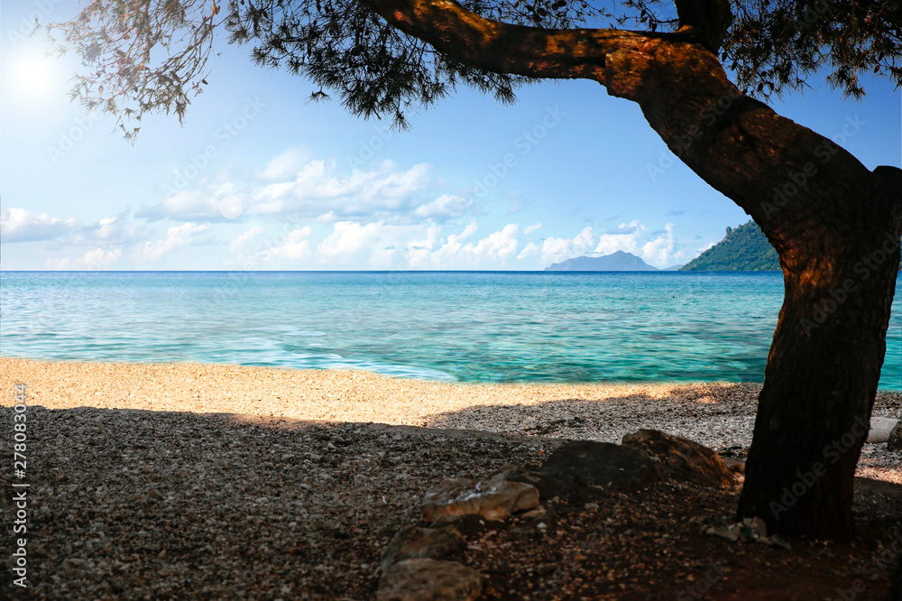 Fototapeta premium tree on the rocky beach