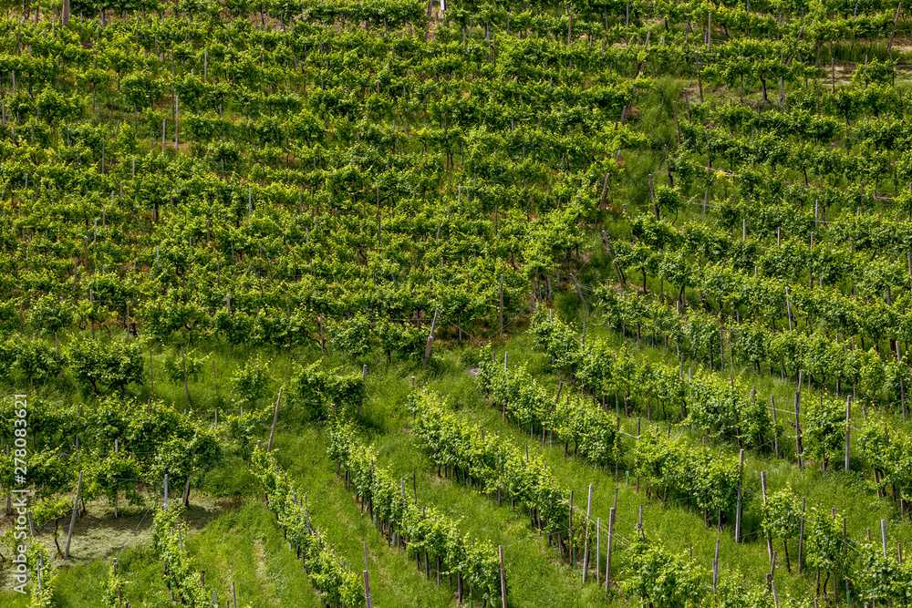 Vineyard on the hill