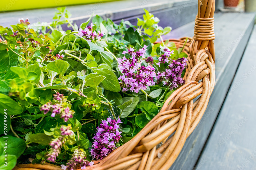 oregano (marjoram) in a wicker basket