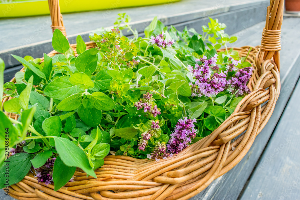 oregano (marjoram) in a wicker basket