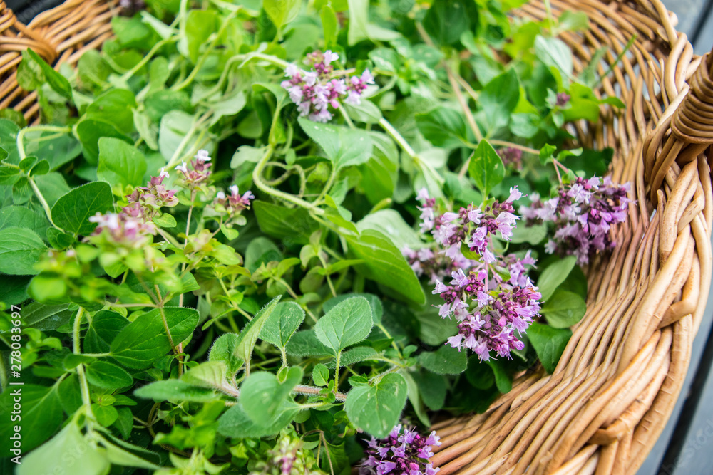 oregano (marjoram) in a wicker basket