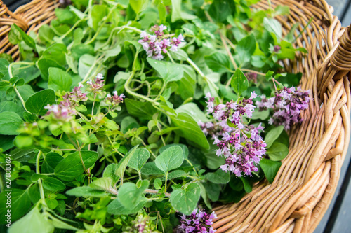 Obraz na płótnie oregano (marjoram) in a wicker basket w salonie