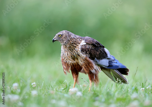 Obraz na plátně The male The western marsh harrier (Circus aeruginosus) sits on the ground among thick grass