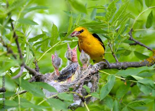 Εκτύπωση καμβά Rare and unusual feeding shots of the oriole chicks  by the adult orioles