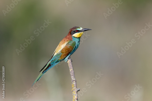 European bee-eaters shot on a blurred color background