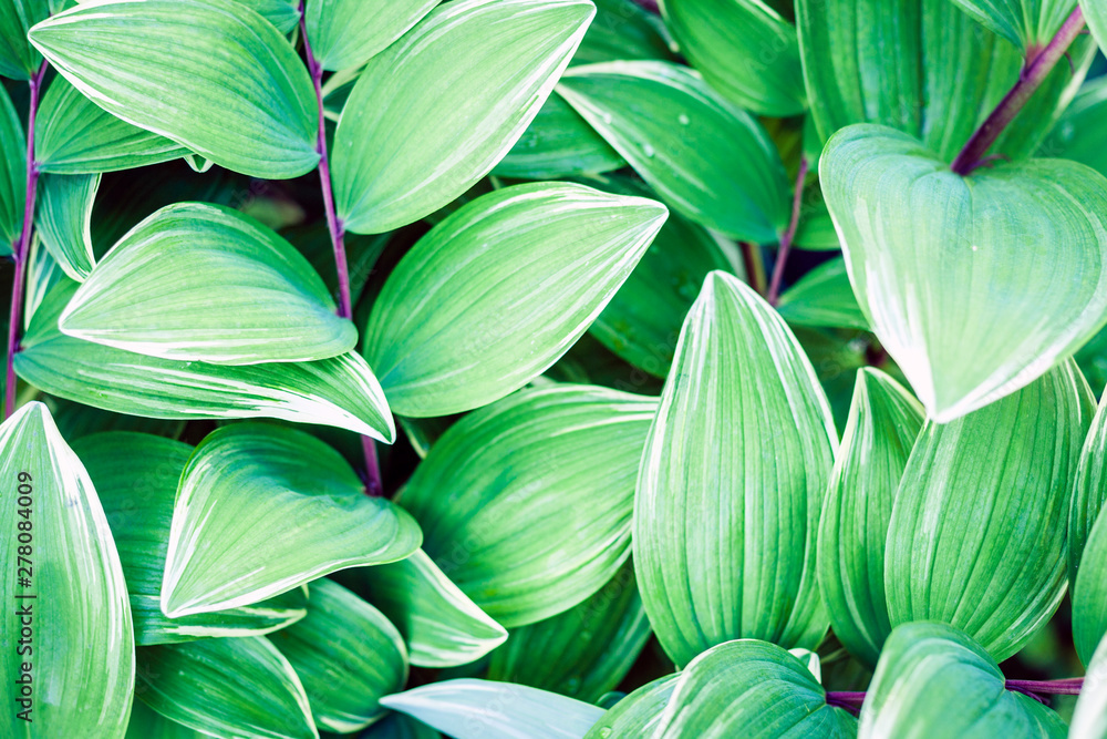 green leaves texture background, plants in a garden. green leaves texture background, plants in a garden.