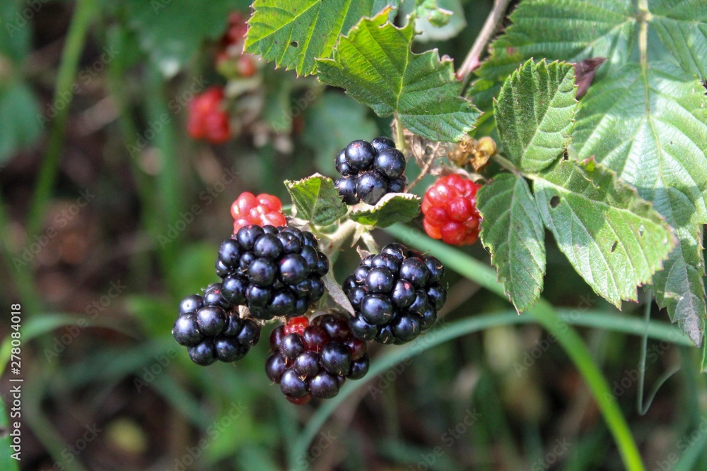 Delicious looking blackberries ripening on a bush Delicious looking blackberries ripening on a bush