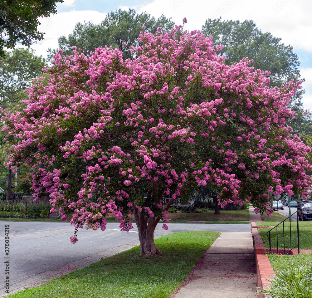 Myrtles Raspberry Raspberry colored crepe myrtle tree in Virginia residential ...