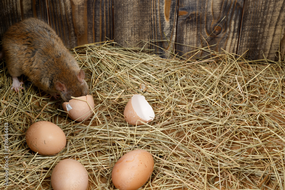 Close-up the young rat (Rattus norvegicus) eats hen's egg in the chicken coop. Top view. Concept of rodent control. Close-up the young rat (Rattus norvegicus) eats hen's egg in the chicken coop. Top view. Concept of rodent control.