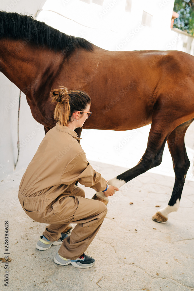 Obraz premium Veterinary woman examining and treating the tendons of the horse leg. Equine physiotherapy