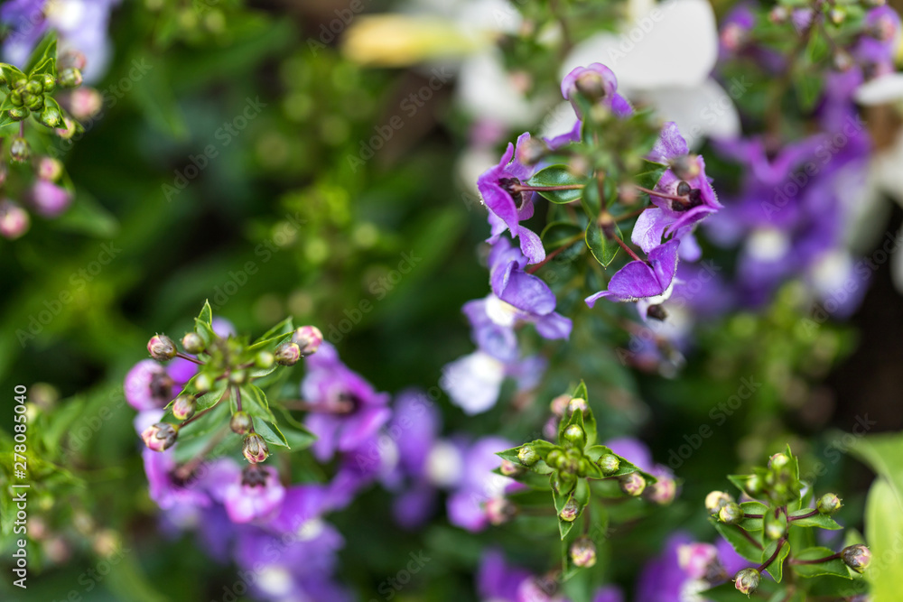 flower garden geometrical texture background