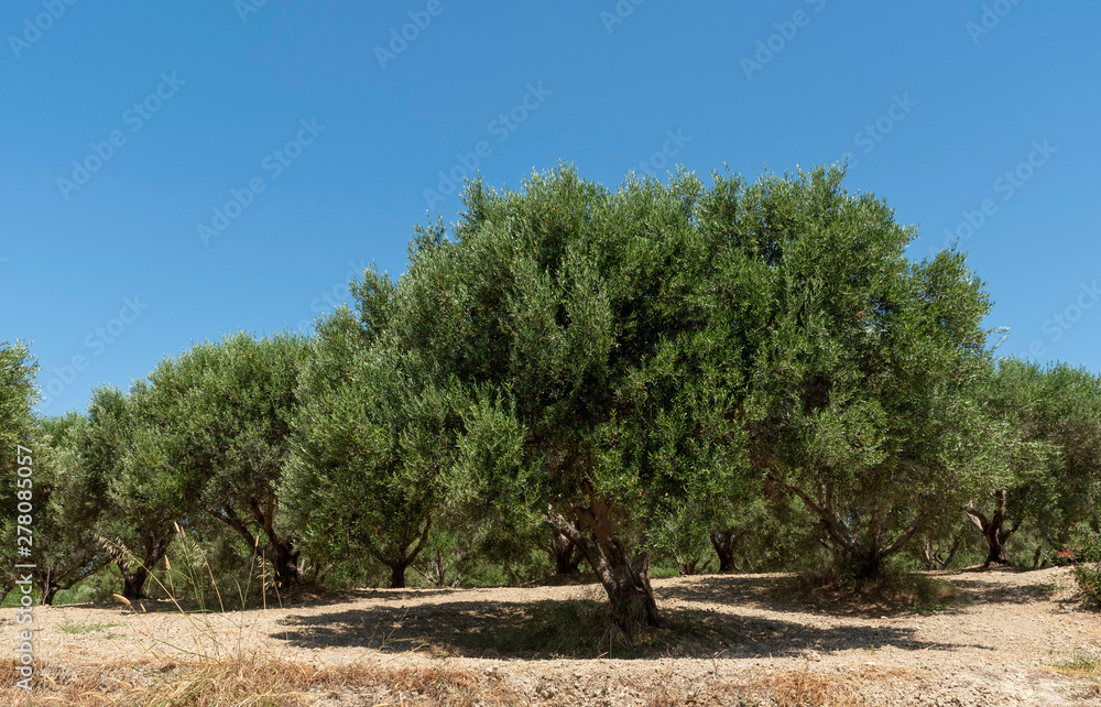 Fototapeta premium Crete, Greece. June 2019. An olive tree in early summer in the Rodopos Peninsula region of Crete close to Kissamos.