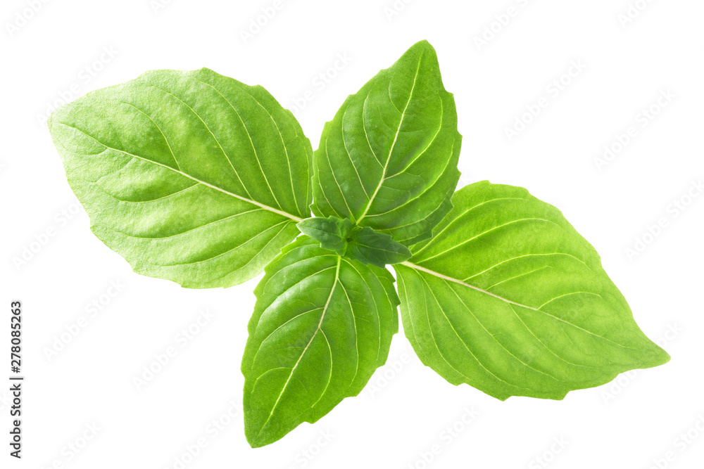 Thai basil o. sanctum, paths Thai basil o. sanctum, paths