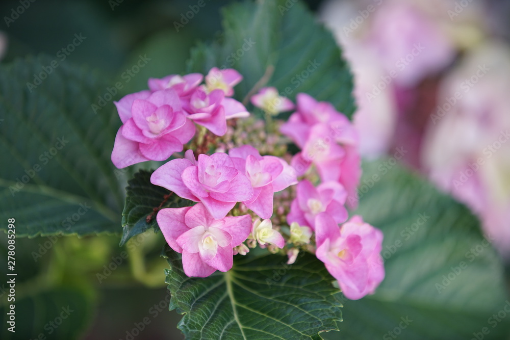 fleur d'hortensia