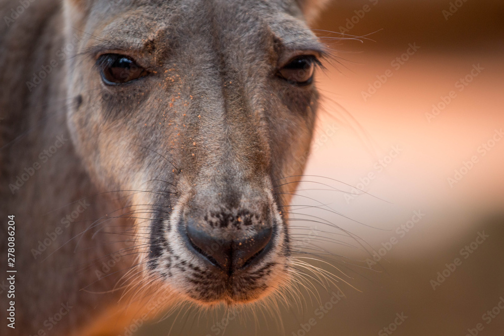 Fototapeta premium Portrait of a Kangaroo 