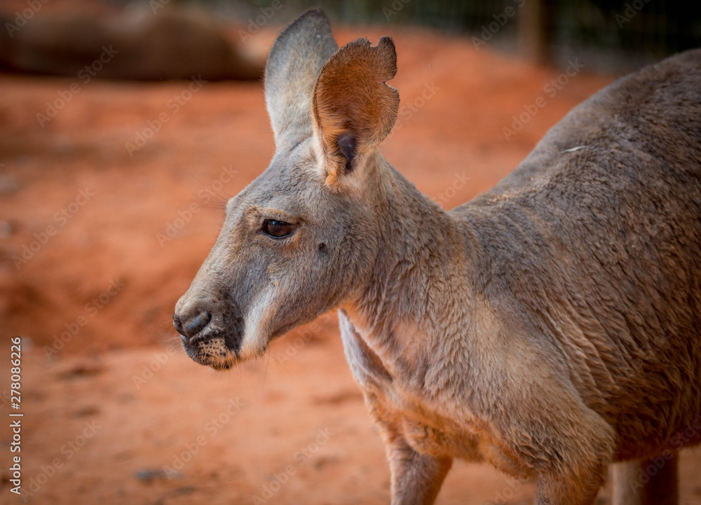 Fototapeta premium Kangaroo in the Outback