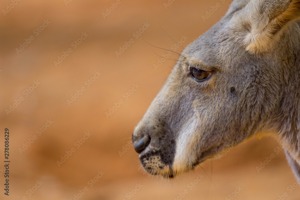 Fototapeta premium Profile of a Kangaroo 