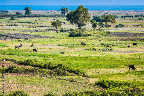 Agriculture life near Mediterranean Sea in north of Morocco photo