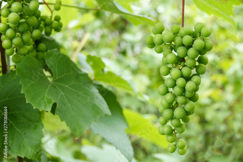 Wallpaper Mural Green young wine grapes in the vineyard. Beginning of summer close up grapes growing on vines in a vineyard. Torontodigital.ca