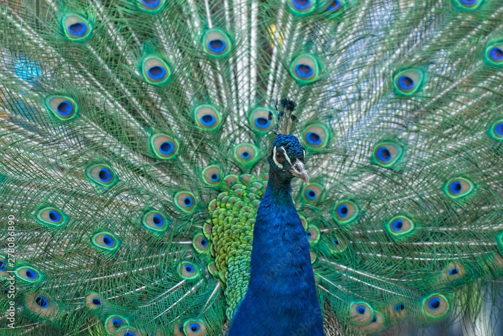 Obraz premium Pavone blue col ventaglio aperto