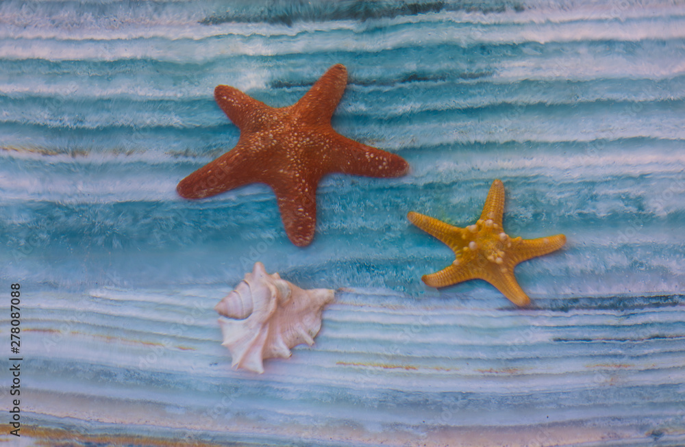 colorful underwater turquoise seabed with seashells, water background