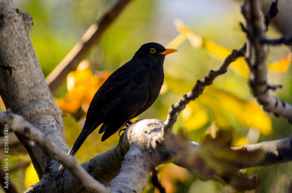 Fototapeta premium Mirlo en Higuera