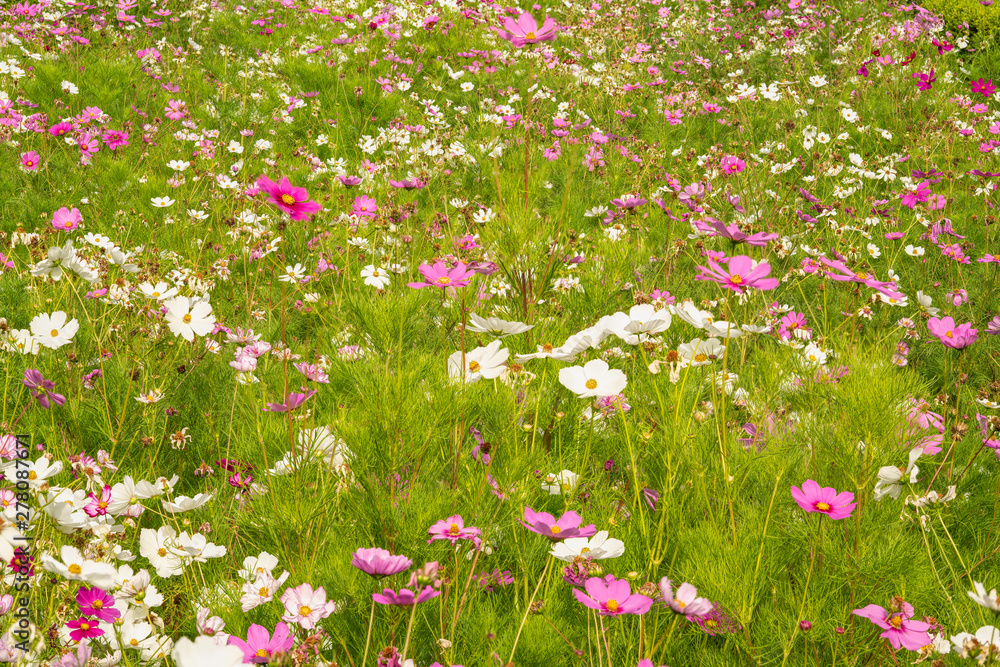 Cosmos Flower Apocalypse