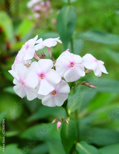 Pale pink phlox on a bed in the garden in summer.