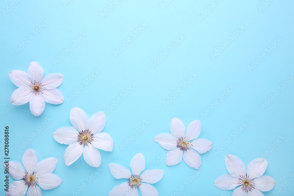 Frame of white flowers on blue background, flat lay