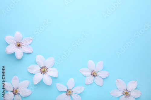 Frame of white flowers on blue background, flat lay