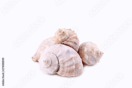 Seashells isolated on a white background, cut out