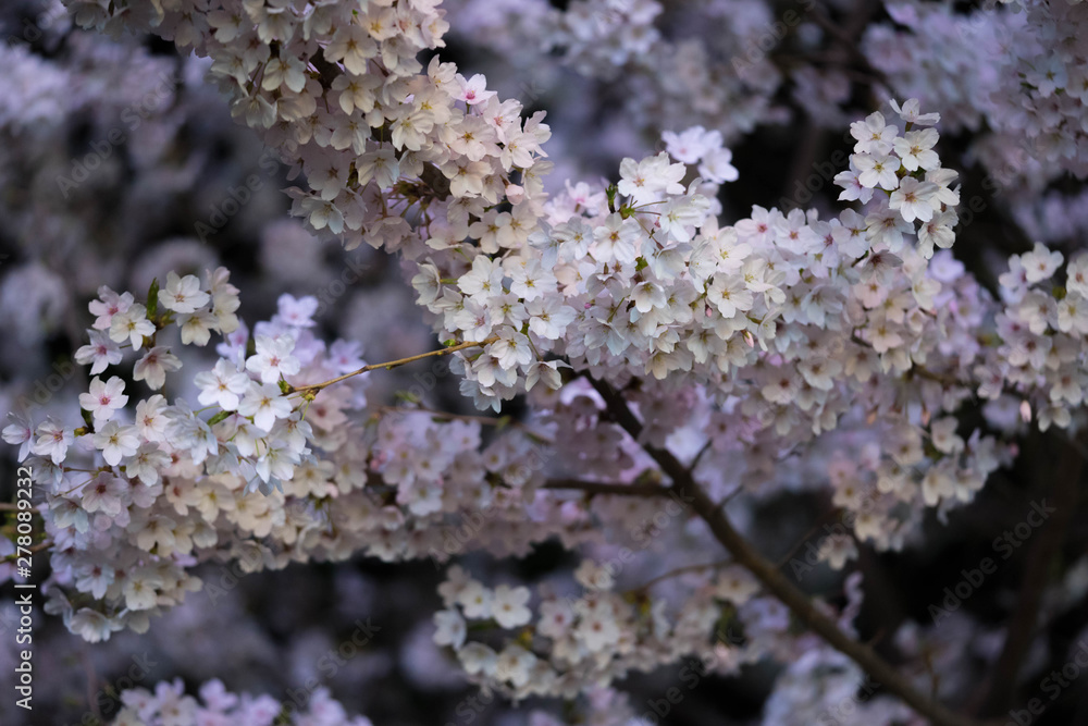 cherry tree