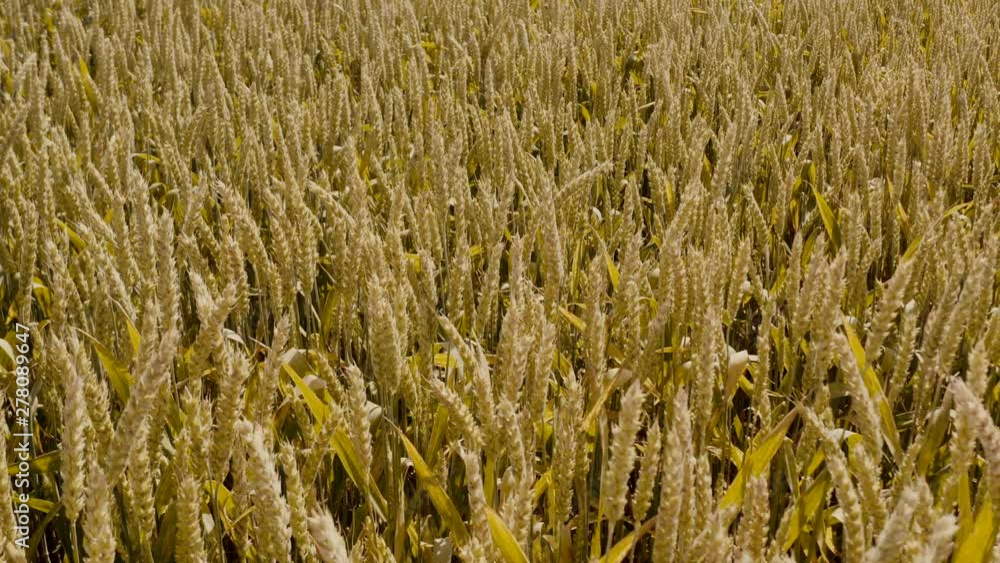Wheat spike close-up in sunlight glint at sunset. Nature landscape