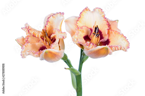 Daylily (Hemerocallis) pale pink two flowers close-up isolated on white background