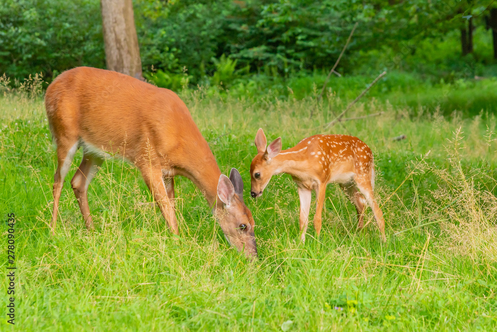 Mother and baby deer - fawn and doe - together in the forest Mother and baby deer - fawn and doe - together in the forest