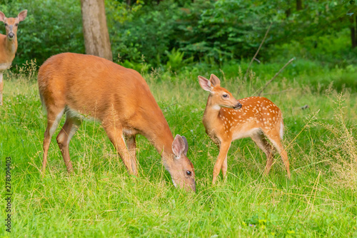 Billede på lærred Mother and baby deer - fawn and doe - together in the forest