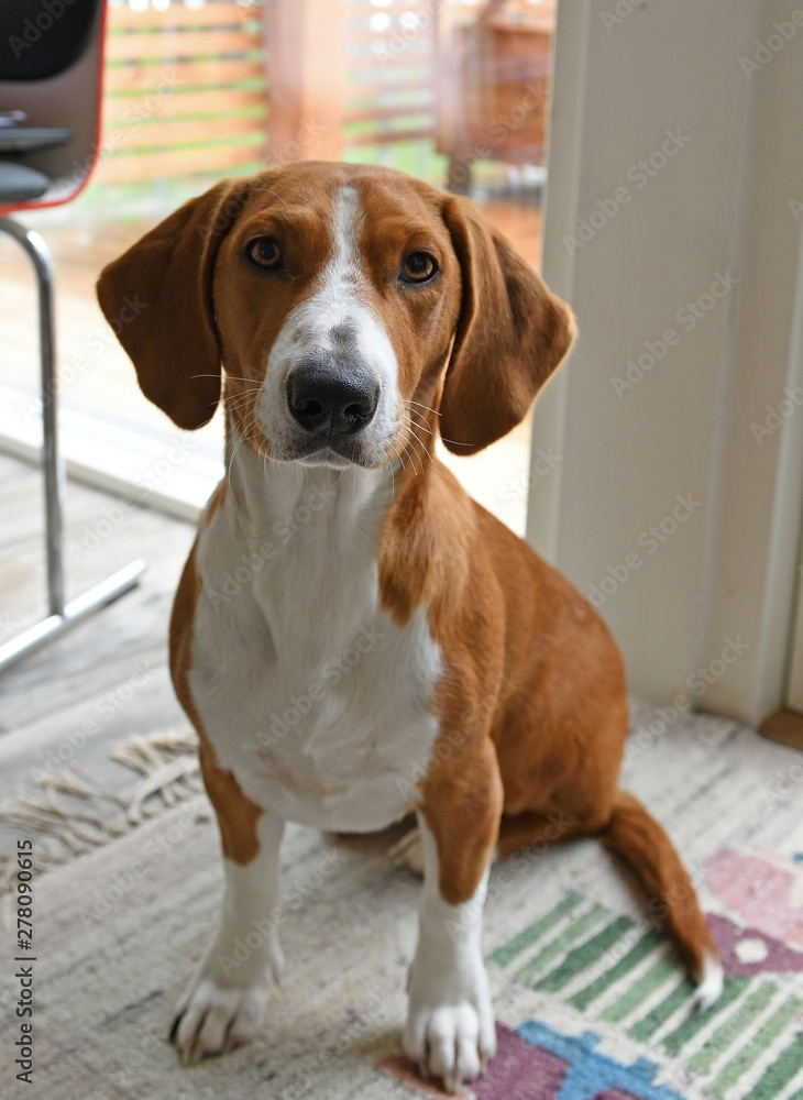 Swedish dachsbracke online