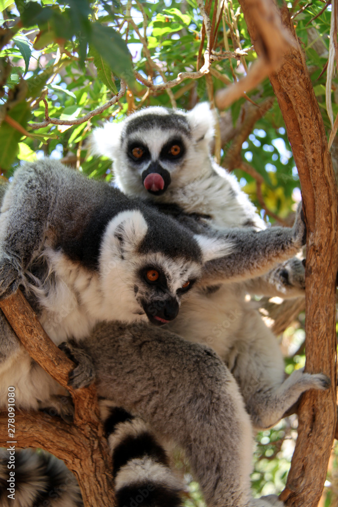 Fototapeta premium Канары Canaries