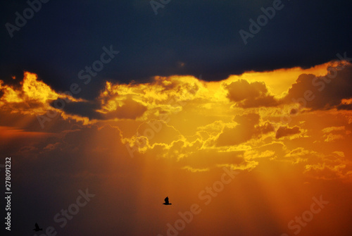 Vibrant sunset behind dark stormclouds and silhouette of a lonely seagull