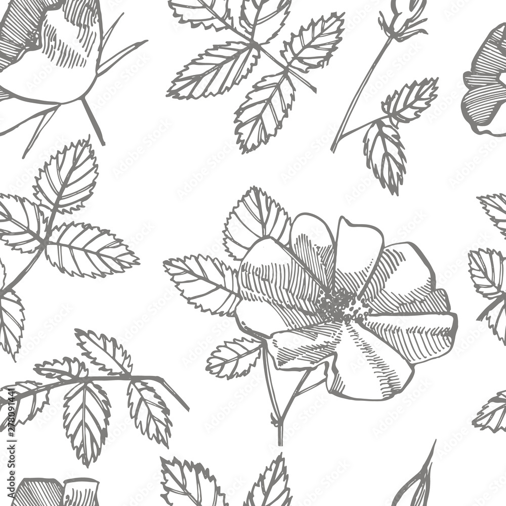 Wild rose flowers drawing and sketch illustrations. Decorative floral set for fabric, textile, wrapping paper, card, invitation, wallpaper, web design. Seamless patterns.