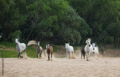 Fototapeta Naklejka Na Ścianę i Meble -  Free horses by the river