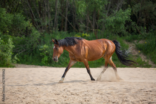 Fototapeta Naklejka Na Ścianę i Meble -  Bay horse galloping on a sandy beach
