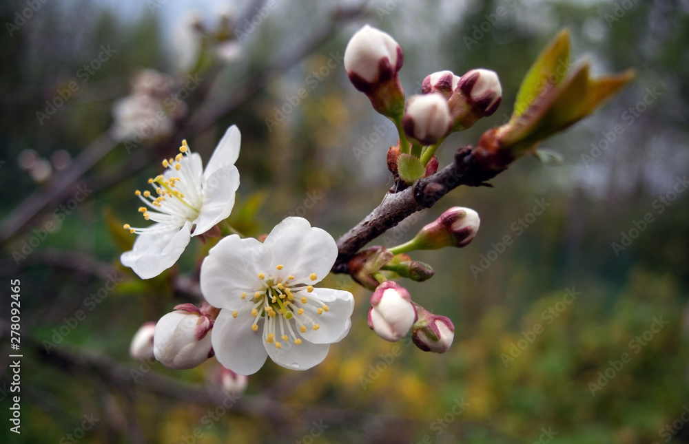 A branch of cherry with white flowers in spring in cloudy weather, photographed close-up A branch of cherry with white flowers in spring in cloudy weather, photographed close-up