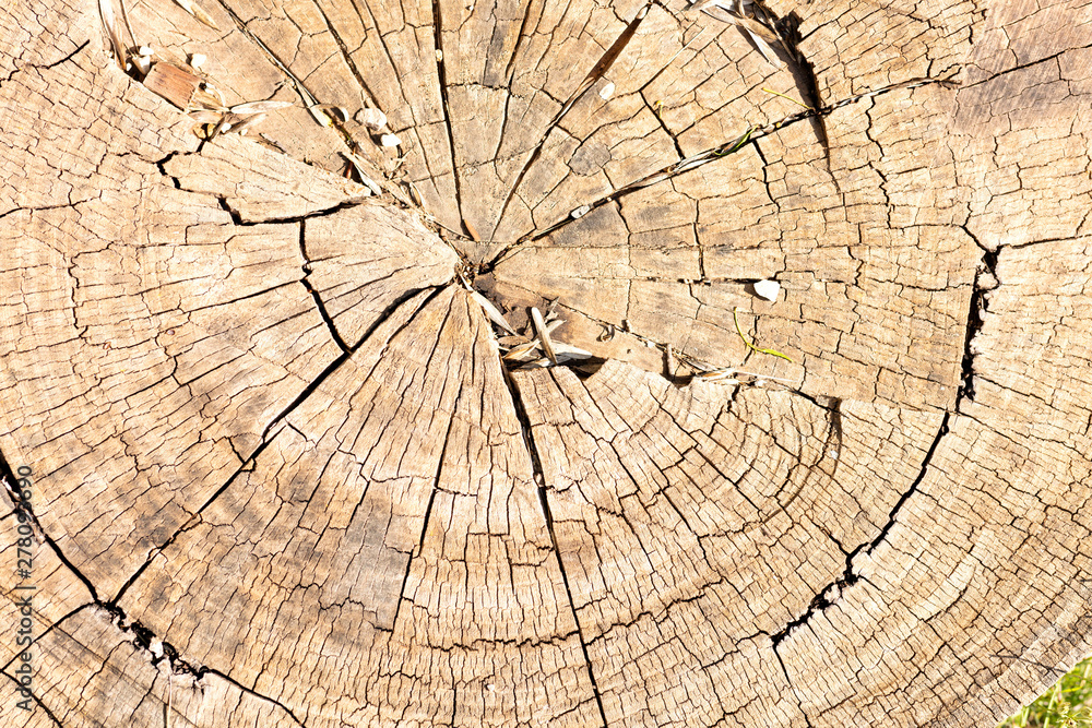 Fototapeta premium old wooden trunk