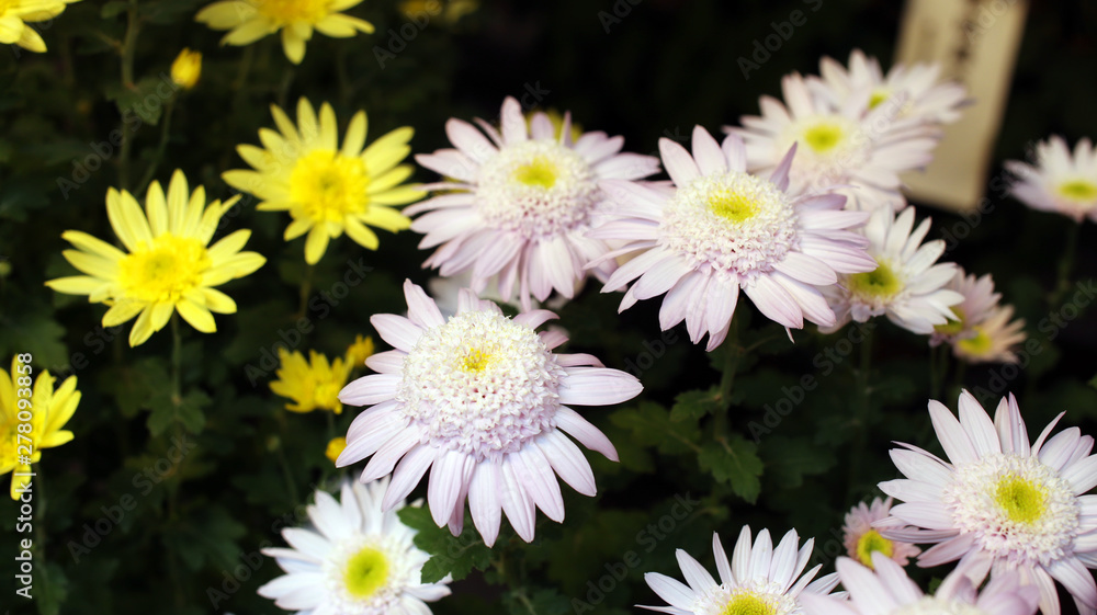 Obraz premium Flores blancas y amarillas